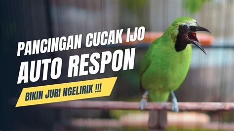 Pancingan Cucak Ijo Gacor Cepat Buat Menaikan Mental Ijo Bahan Agar