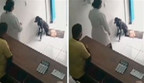 YouTube Viral Perro Callejero Ingresa A Veterinaria Para Pedir Ayuda