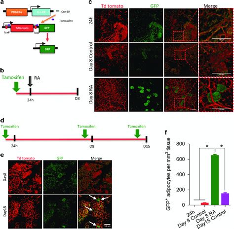 Ra Promotes The Differentiation Of Pdgfr Positive Cells Into Beige