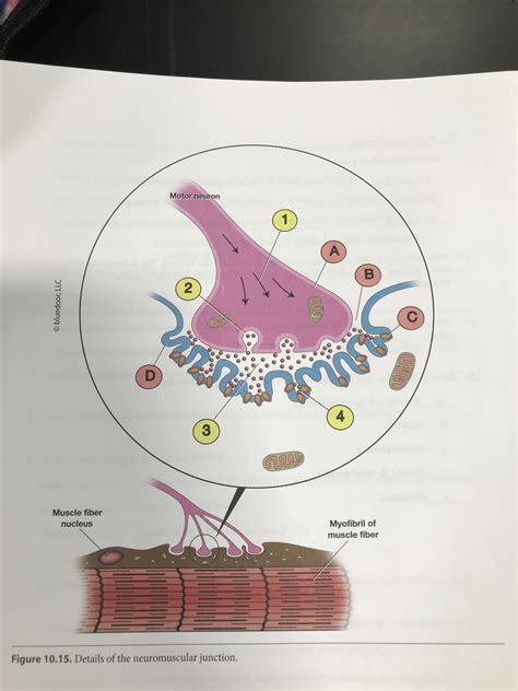 Answered: Motor neuron 1. 4 Muscle fiber nucleus Myofibril of muscle