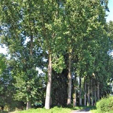 Poplar Plant Wholesale Price And Mandi Rate For Populus Plant In India