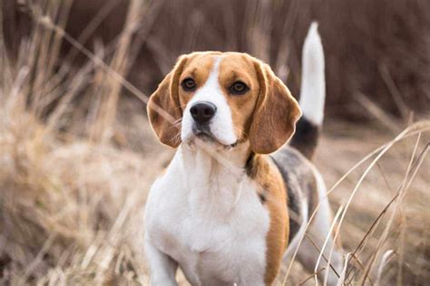 How Much Is A Beagle Puppy Cost