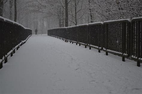 Premium Photo Snowy Day At The Rheinaue Park Bonn Germany