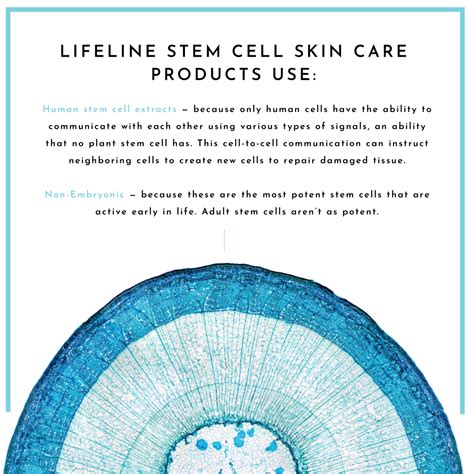 The Power Of Stem Cells In Skincare Lifeline Skin Care