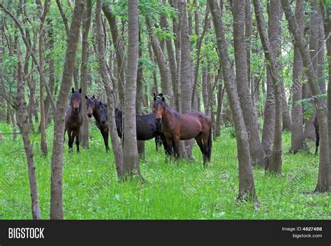 Wild Horses Letea Forest Image And Photo Bigstock