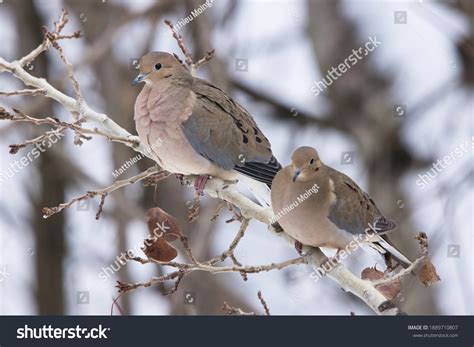 6,626 Mourning Dove Images, Stock Photos & Vectors | Shutterstock