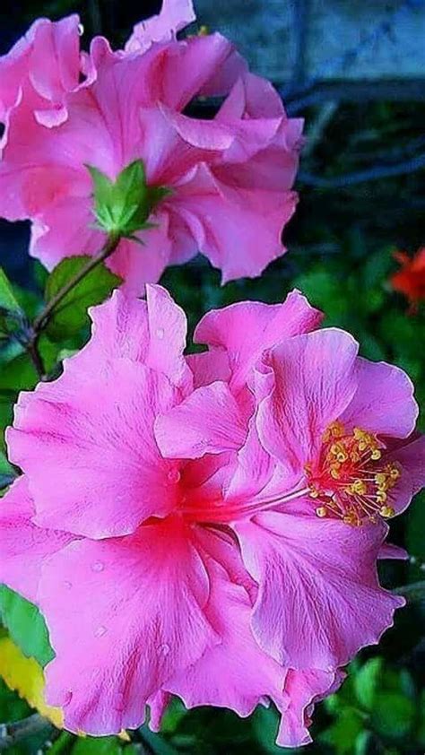 Beautiful Flowers Pictures Unusual Flowers Flower Pictures Amazing