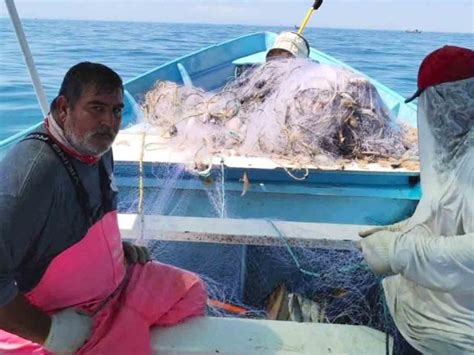 Inicia Captura De Camar N En H Bitat De Vaquita Marina Con Redes De