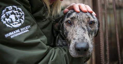 Olympic Freestyle Skier Is Saving Puppies And Winning Medals | The ...