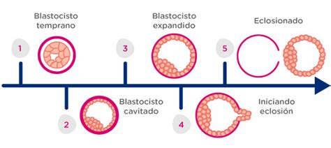 Blastocistos Qu Son Y C Mo Se Clasifican