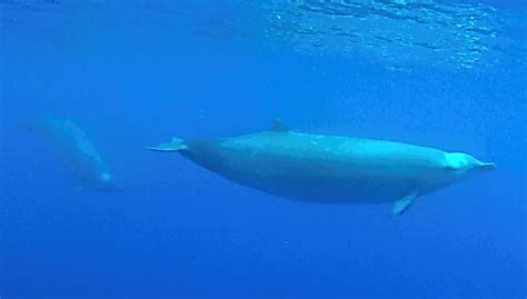 Marine Biologists Identify New Species Of Beaked Whale Sci News