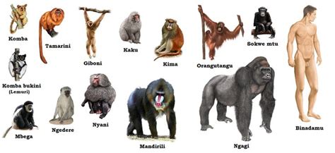 Facts About Mammals Primates Mammals Prehistoric Creatures