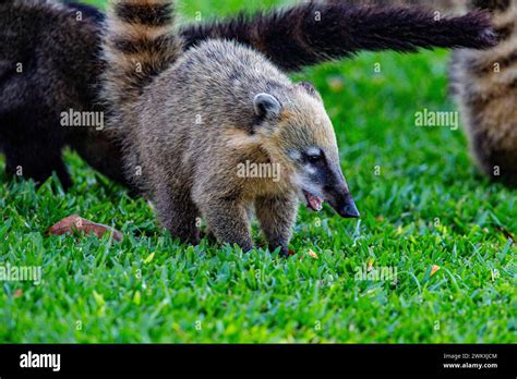 South American Coati Nasua Nasua Pantanal Brazil Stock Photo Alamy