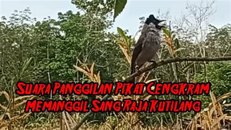 Suara Asli Pikat Cengkram Tanpa Isian Suara Burung Lain Memanggil Raja