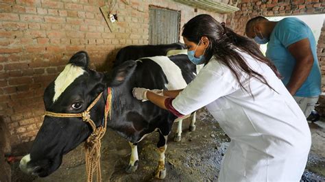 57000 Cattle Died So Far From Lumpy Skin Disease Centre Asks States To Boost Vaccination