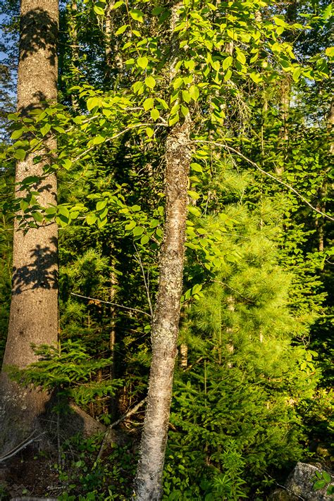 Betula alleghaniensis – Native Gardens of Blue Hill