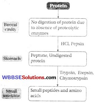 Wbbse Class Life Science Solutions Chapter Nutrition Wbbse