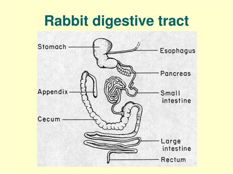 digestive system for poultry rabbits