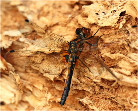 Leucorrhinia Caudalis Femelle Mergente