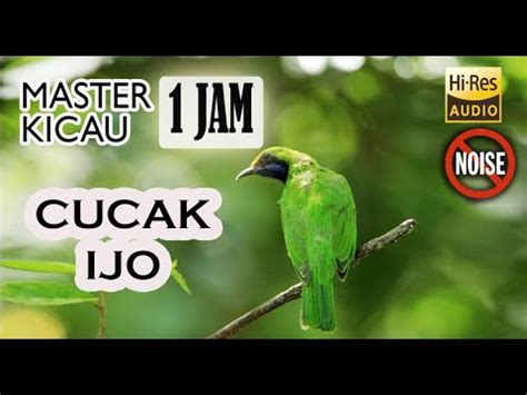 Masteran Kicau Burung Cucak Ijo Hd Paling Jernih Jam Clear Call Bird