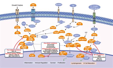 Nf Kb Signaling Pathway Products From Selleck Chemicals