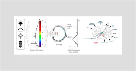Light And Our Circadian Rhythms Health And Wellbeing