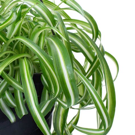 Chlorophytum comosum "Bonnie" - LiveTrends Design Group