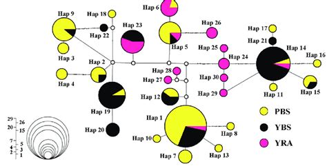 Median Joining Network Of The Mtdna Control Region Haplotypes Of