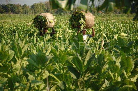 Produksi Tembakau Nasional Antara Foto