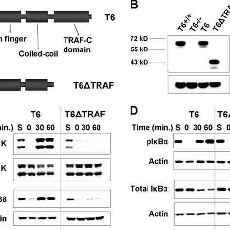 Requirement Of The TRAF6 TRAF C Domain In LMP1 Signaling A Structure