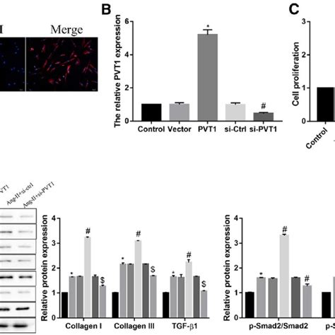 Effect Of Pvt1 Expression On Ang Ii Induced Fibroblasts Proliferation