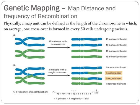 Ppt Genetic Linkage And Chromosome Mapping Powerpoint Presentation D