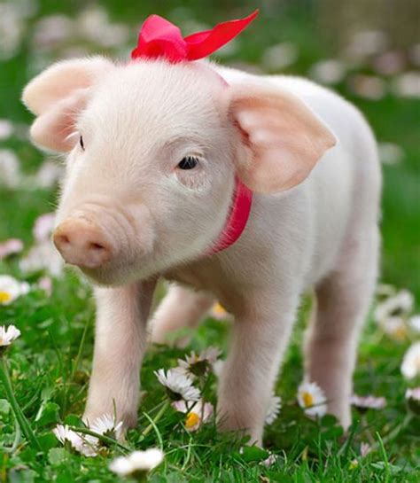 Q Im In Love With The Adorable Teacup Pigs Ive Seen On The