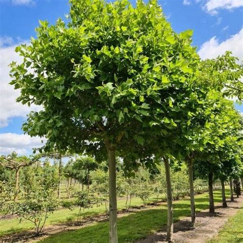 Platanus Acerifolia Alphen S Globe G Mb Plat N Florapont