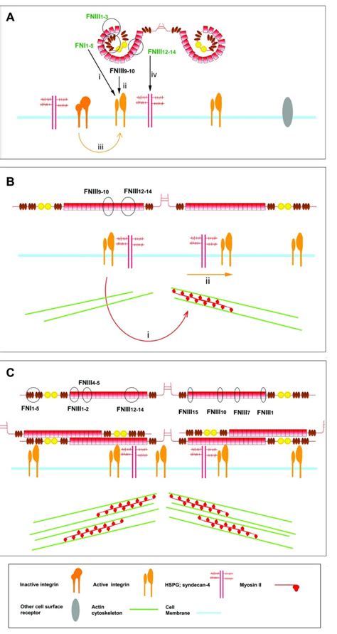 Plasma And Cellular Fibronectin Distinct And Independent Functions