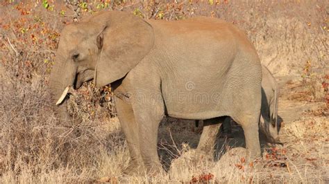 An African Elephant Cow With Calf In Natural Habitat Kruger National