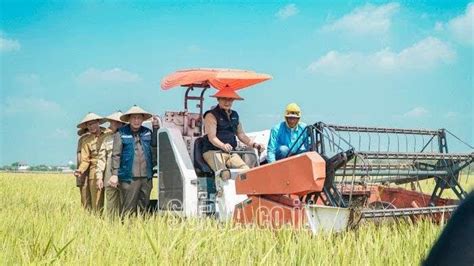 Produksi Padi Panen Triwulan I Di Kabupaten Lamongan Tuai Hasil