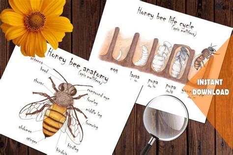 Honey Bee Anatomy And Life Cycle Bee Unit Study Mini Printable Bees