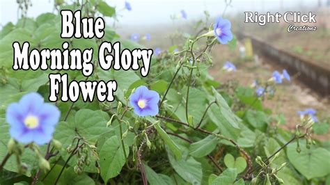 Blue Morning Glory Vine Morning Glory Flower Morning Glory Flower Plant Blue Morning Glory