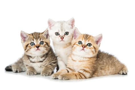 How Do I Choose a Healthy Kitten? » Petsoid