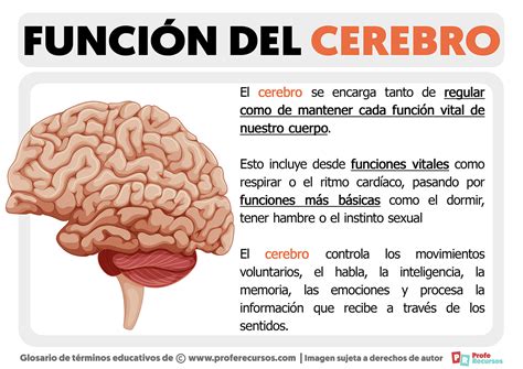 Funciones De Las Partes Del Cerebro Buscar Con Google Mente Cerebro