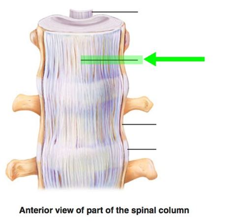 Ligaments Of The Spine Flashcards Quizlet