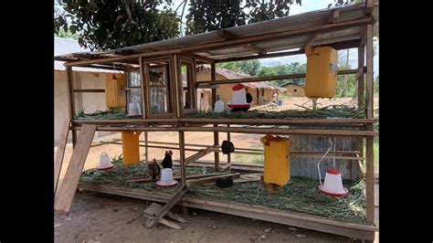 Aviculture Au Congo Kinshasa Abreuvoirs Avec Pipette Pour La