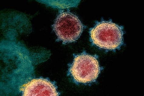 Nuevo estudio por qué es tan potente la variante Alfa del coronavirus