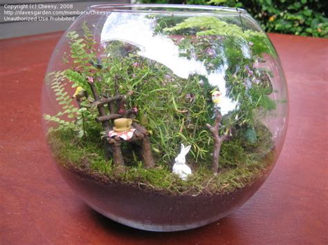 Specialty Gardening Terrarium Fairy Woodland Scene 1 By Cheesy