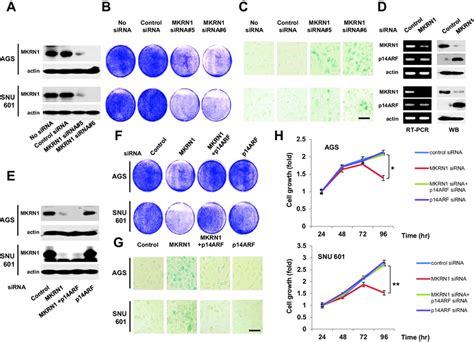 Mkrn1 Knockdown Induces Cell Growth Retardation And Cellular Senescence