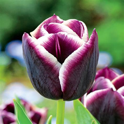 Tulipan Triumph Jackpot Szt Cebulki Tulipan W Tulipany Benex