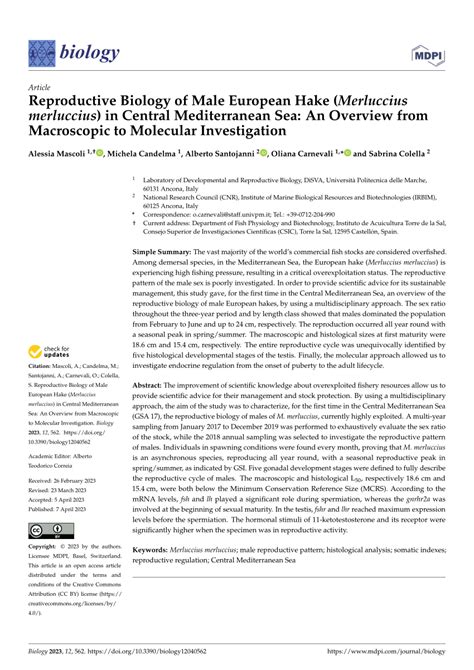 PDF Reproductive Biology Of Male European Hake Merluccius Merluccius