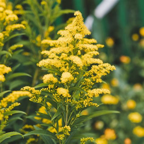 Solidago Canadensis Golden Baby Verge D Or Du Canada Naine