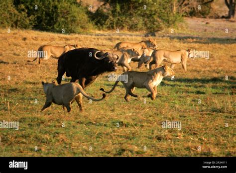 Adult African Buffalo Syncerus Caffer Chases Hunting Female Lion